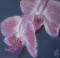 2012_02_11_phalaenopsis_16x16.jpg