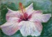 2011_09_pastel_Bílý Ibišek_15x21