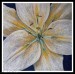 3_Heart of Lily_50x50
