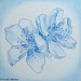 2012_12_96_Blue Floral Spirit_pastelky, pero